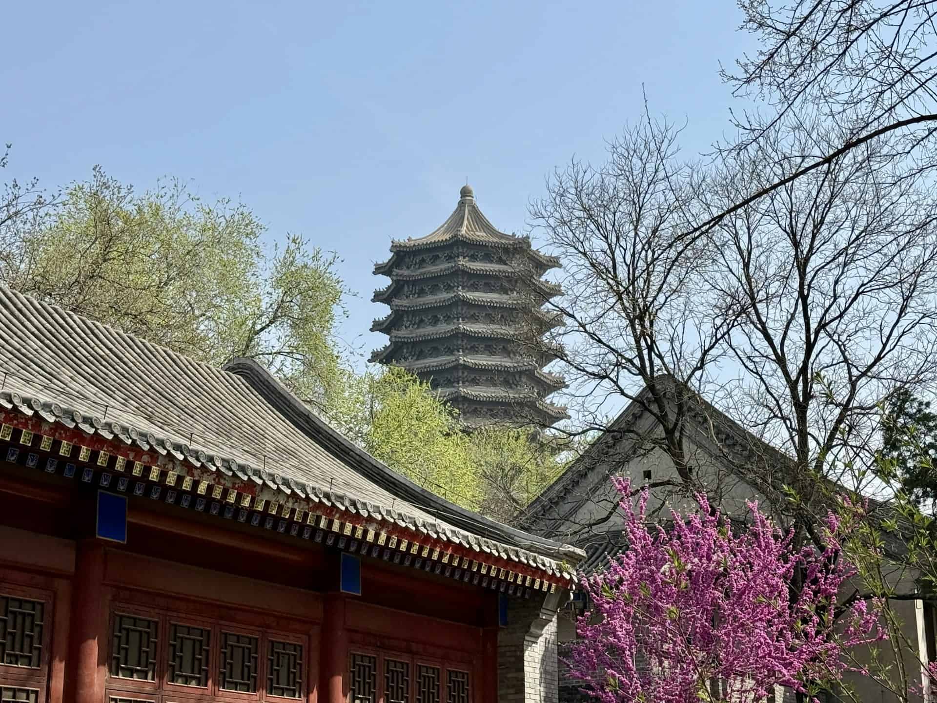 Pagoda and spring blossoms at Qinglong Temple