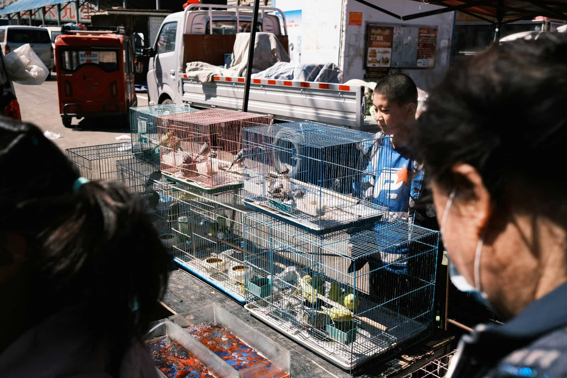 Stacks of bird cages and goldfish tubs at an outdoor bird-and-flower market stall