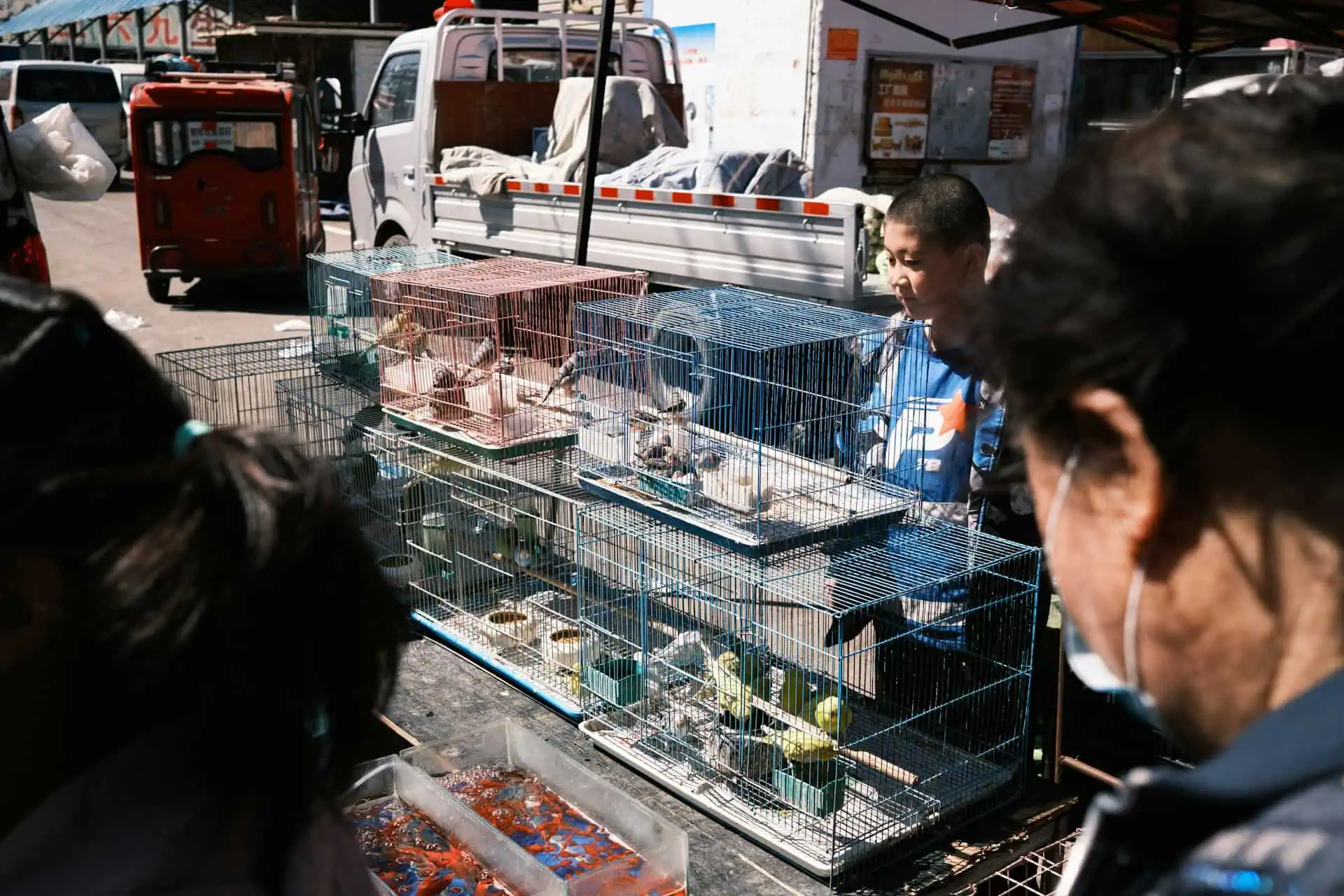 Stacks of bird cages and goldfish tubs at an outdoor bird-and-flower market stall